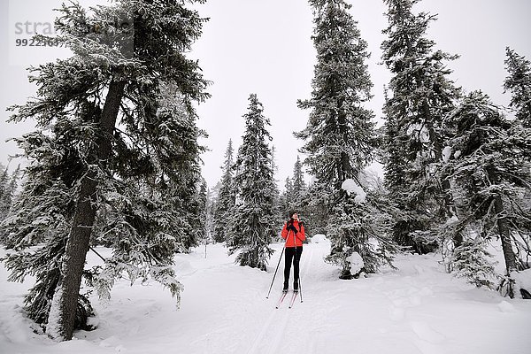 Junge Frau beim Skifahren im verschneiten Wald  Posio  Lappland  Finnland