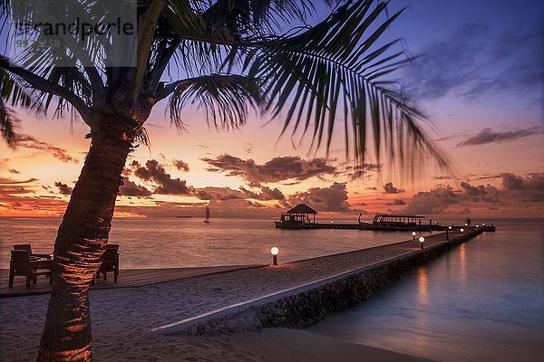 Strandbäume bei Sonnenuntergang  Ari Atoll  Malediven