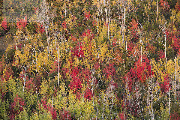 Espe Populus tremula Farbe Farben Herbst Feuer lebhaft Laub Ahorn