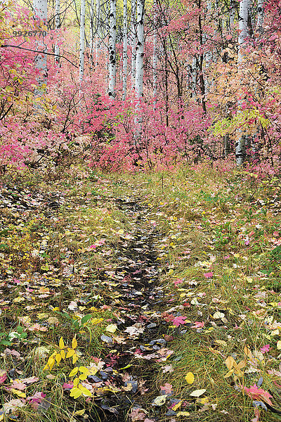 Espe Populus tremula Laubwald Farbe Farben folgen Herbst lebhaft Laub Ahorn