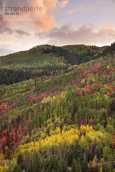 Espe Populus tremula Farbe Farben Sonnenuntergang Baum Wald Herbst lebhaft Ahorn