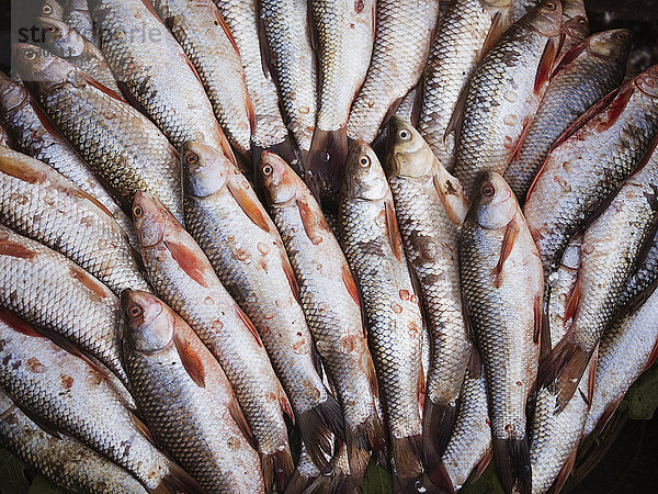 Fisch Pisces Frische Close-up verkaufen Markt
