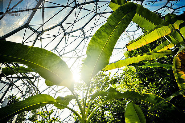 Bananenbäume  die im Biodom wachsen