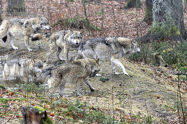 Grauwolf Canis lupus pambasileus Kälte Wolf Canis lupus Winter Tier Raubtier Hund Europäischer Wolf Frost Schnee