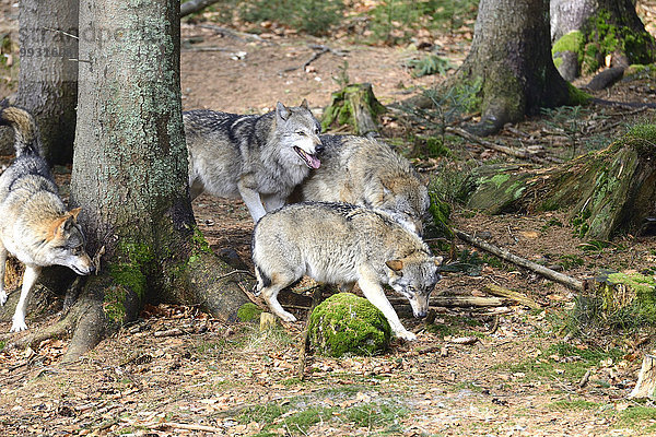 Grauwolf Canis lupus pambasileus Kälte Wolf Canis lupus Winter Tier Raubtier Hund Europäischer Wolf Frost Schnee