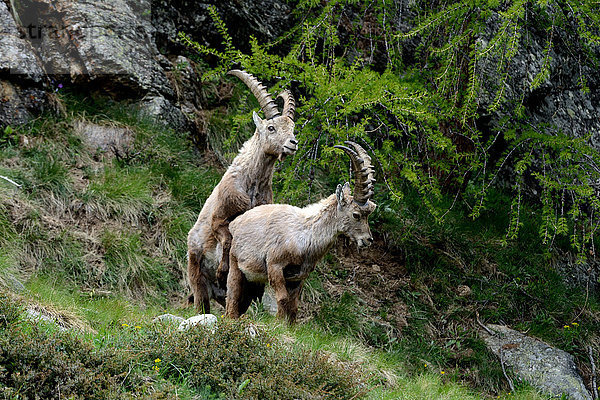 Steinbock Capra ibex Geiß Berg Tier Rind sich paaren Paarung Steinbock - Sternzeichen Wildtier Hornträger Bovidae Deutschland