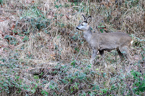 Reh Capreolus capreolus Tier Wildtier Natur Rind Wald Deutschland