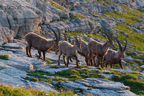 Steinbock Capra ibex Schnabel Sonnenaufgang Tier Herde Herdentier Berg Säugetier Alpen Kamel Steinbock - Sternzeichen Schweiz