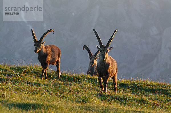 Steinbock Capra ibex Schnabel Sonnenaufgang Tier Berg Säugetier Alpen Kamel Steinbock - Sternzeichen Schweiz