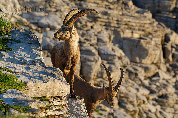 Steinbock Capra ibex Schnabel Sonnenaufgang Tier Berg Säugetier Alpen Kamel Steinbock - Sternzeichen Schweiz