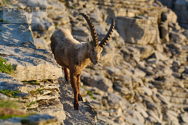 Steinbock Capra ibex Schnabel Sonnenaufgang Tier Berg Säugetier Alpen Kamel Steinbock - Sternzeichen Schweiz