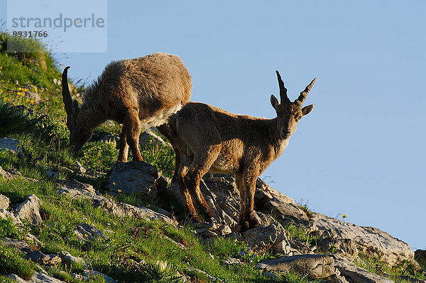 Steinbock Capra ibex Schnabel Tier Berg Säugetier Alpen Kamel Steinbock - Sternzeichen Schweiz