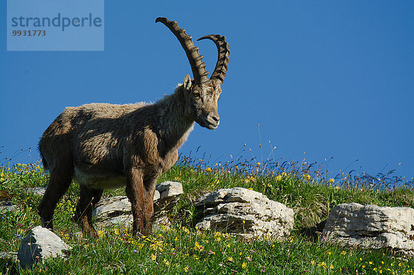 Steinbock Capra ibex Schnabel Tier Berg Säugetier Alpen Kamel Steinbock - Sternzeichen Schweiz