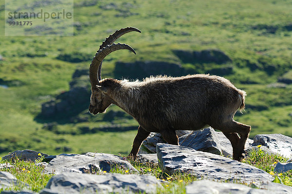 Steinbock Capra ibex Schnabel Tier Berg Säugetier Alpen Kamel Steinbock - Sternzeichen Schweiz