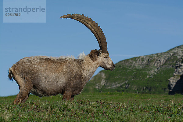 Steinbock Capra ibex Schnabel Tier Berg Säugetier Alpen Kamel Steinbock - Sternzeichen Schweiz