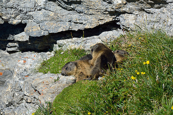 Hörnchen Sciuridae Tier Berg Säugetier Alpen Nagetier jung Murmeltier