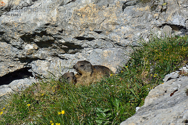 Hörnchen Sciuridae Tier Berg Säugetier Alpen Nagetier jung Murmeltier