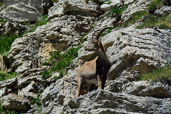 Steinbock Capra ibex Schnabel Tier Berg Säugetier Alpen Kamel Steinbock - Sternzeichen Schweiz
