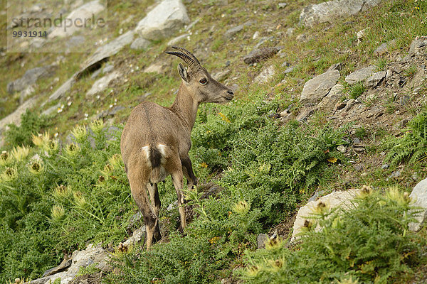 Alpensteinbock Capra ibex ibex Europa Tier Säugetier Alpen weibliches Tier weibliche Tiere weiblich Hornträger Bovidae Schweiz