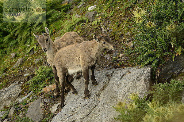 Alpensteinbock Capra ibex ibex Europa Tier Säugetier Alpen Hornträger Bovidae Rehkitz Kitz Schweiz