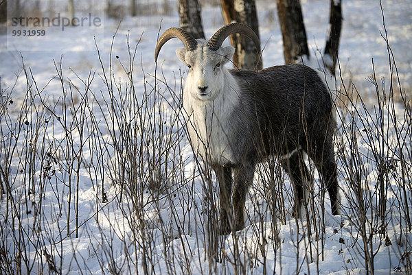 Tier Hybridelektrokraftfahrzeug Dallschaf Ovis dalli Kanada Wildtier Yukon