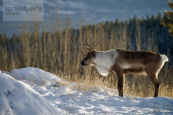 Winter Tier Karibu Kanada Wildtier Yukon