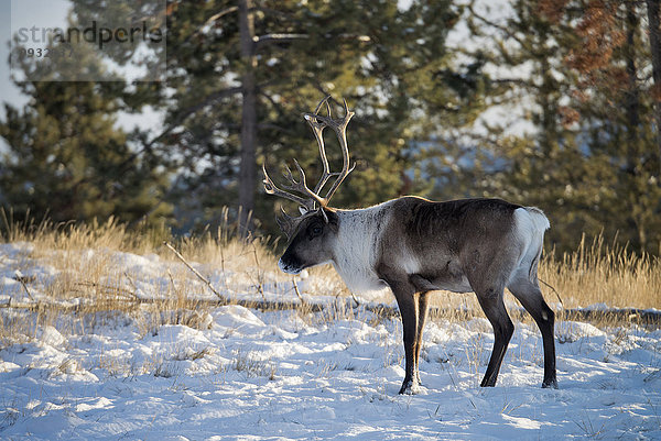 Winter Tier Karibu Kanada Wildtier Yukon