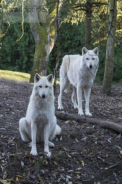Vereinigte Staaten von Amerika USA Grauwolf Canis lupus pambasileus Wolf Canis lupus Amerika Tier