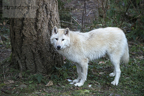 Vereinigte Staaten von Amerika USA Grauwolf Canis lupus pambasileus Wolf Canis lupus Amerika Tier