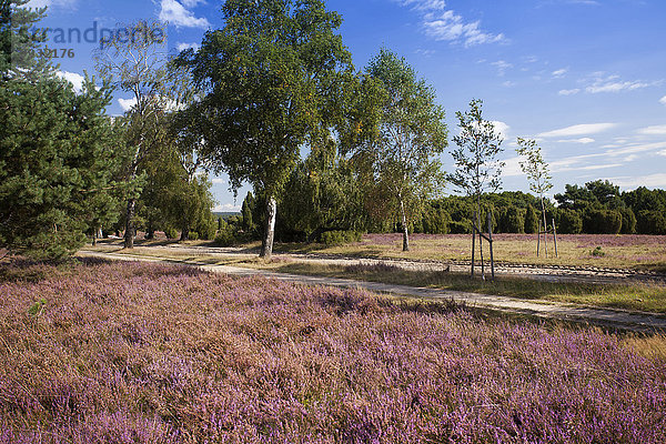 Veilchen viola Naturschutzgebiet Landschaftlich schön landschaftlich reizvoll Europa Botanik Sommer Blüte Tier Deutschland Niedersachsen Moor Jahreszeit