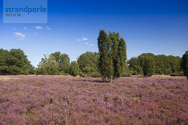 Veilchen viola Naturschutzgebiet Landschaftlich schön landschaftlich reizvoll Europa Botanik Sommer Blüte Tier Deutschland Niedersachsen Moor Jahreszeit