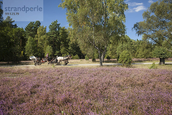 Veilchen viola Naturschutzgebiet Landschaftlich schön landschaftlich reizvoll Europa Botanik Sommer Tagesausflug Blüte Tier Deutschland Niedersachsen Moor Jahreszeit