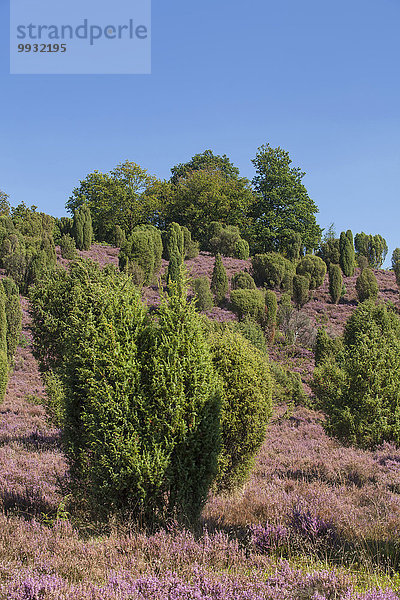 Veilchen viola Naturschutzgebiet Landschaftlich schön landschaftlich reizvoll Europa Botanik Sommer Blüte Tier Deutschland Wacholder Niedersachsen Moor Jahreszeit