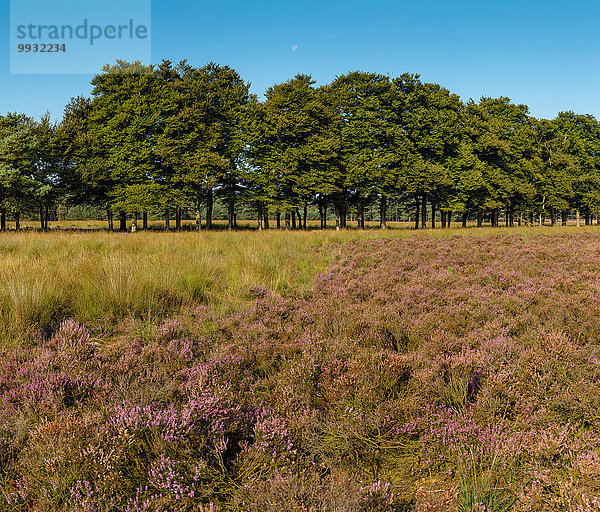 Europa Blume Wohngebäude Sommer Baum Landschaft Natur blühen Heidekraut Erica herbacea Erica carnea Calluna vulgaris Niederlande