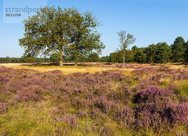 Europa Blume Wohngebäude Sommer Baum Landschaft Natur blühen Heidekraut Erica herbacea Erica carnea Calluna vulgaris Niederlande