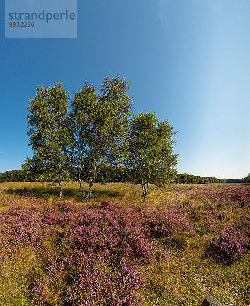 Europa Blume Wohngebäude Sommer Baum Landschaft Natur blühen Heidekraut Erica herbacea Erica carnea Calluna vulgaris Niederlande