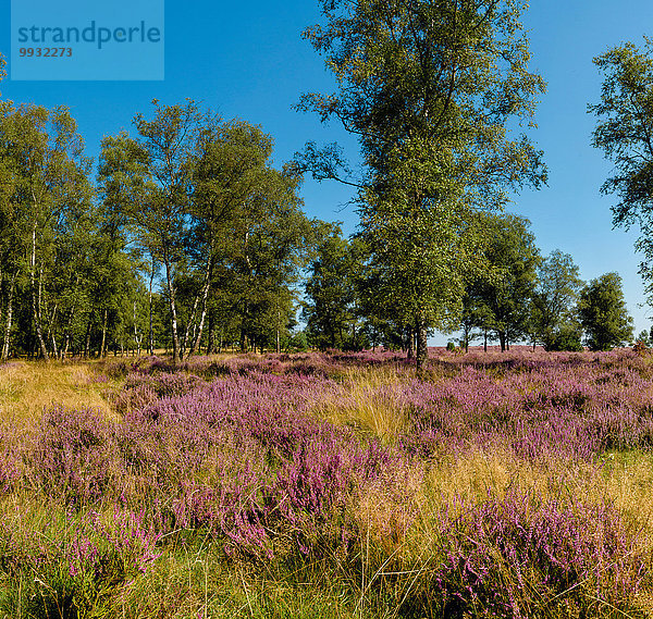 Europa Blume Sommer Baum Landschaft Wald Natur blühen Heidekraut Erica herbacea Erica carnea Calluna vulgaris Niederlande