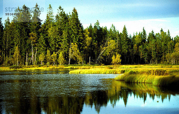 Naturschutzgebiet Europa Wald See Holz Moor Smaland Schweden