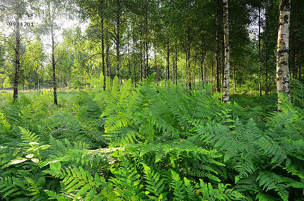 Europa Sommer Wald Farn Holz Birke Smaland Schweden