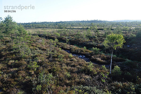 Europa Sommer Wald Nostalgie Holz Torf Sumpf Moor Smaland Schweden