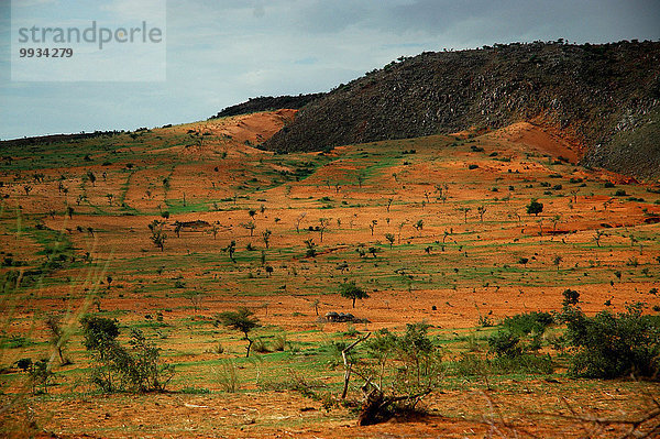 Baum Sand Feld Afrika Niger