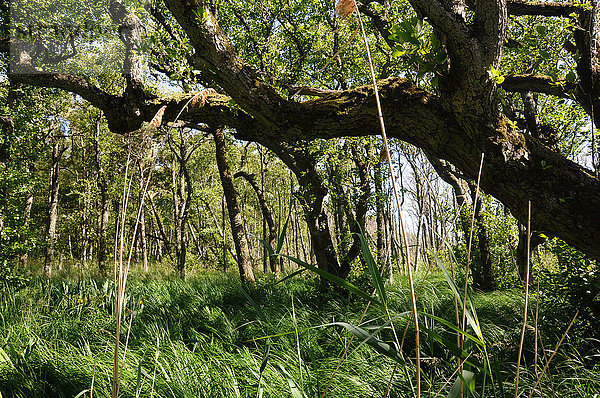 Laubwald Naturschutzgebiet Europa Wald Holz Halland Marschland Moor Schweden Westküste Feuchtgebiet