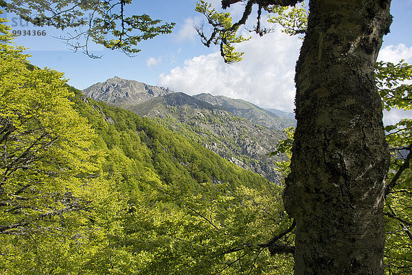 Frankreich Europa folgen Wald Holz Berggipfel Gipfel Spitze Spitzen Richtung Korsika