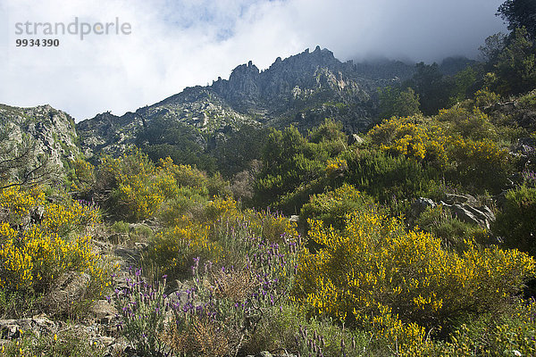 Felsbrocken Besen Frankreich Europa folgen Steilküste Wald Holz Richtung Korsika