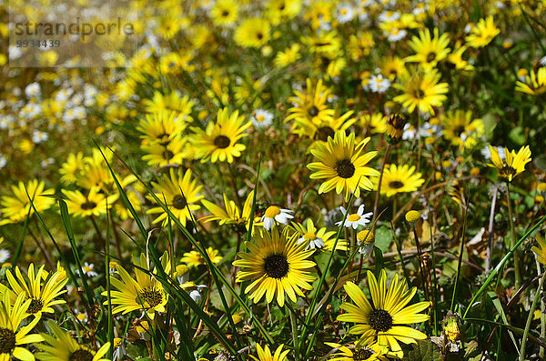 Blumenwiese Europa Blume Wildblume Alentejo Portugal