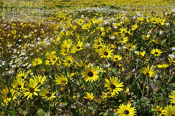Blumenwiese Europa Blume Wildblume Alentejo Portugal