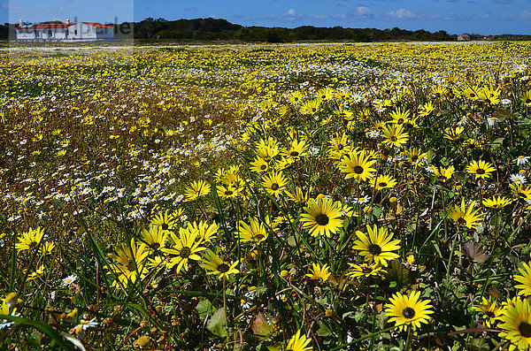 Blumenwiese Europa Blume Wildblume Alentejo Portugal