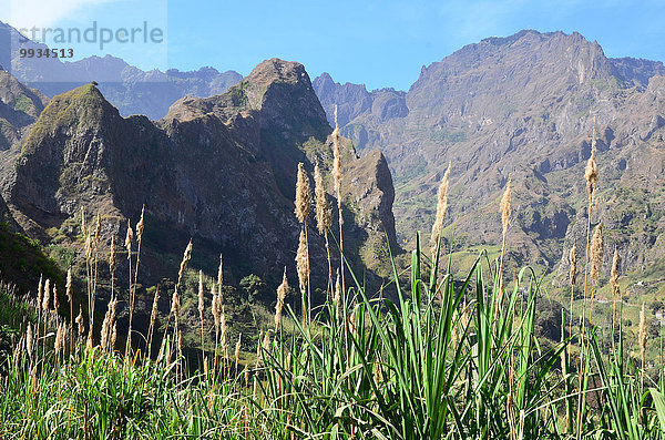 Felsbrocken Zuckerrohr Saccharum officinarum Berg Steilküste Tal Kap Verde Kapverden Kapverdische Inseln