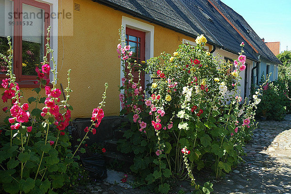 Landstraße Europa Blume Wohnhaus Sommer Gebäude Dorf Skane län Skillinge Schweden