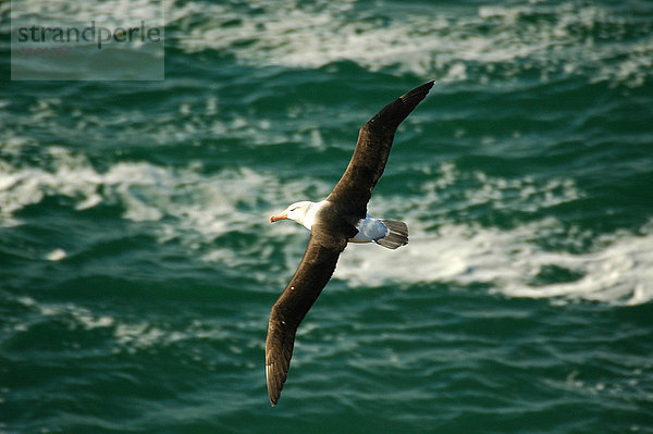spannen fliegen fliegt fliegend Flug Flüge Meer Vogel Falklandinseln Albatros Südamerika